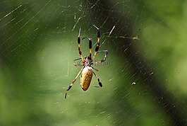 蜘蛛,web,蜘蛛網(wǎng)