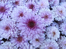 菊花,花園,花