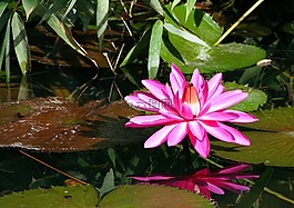 水百合,花,粉紅色