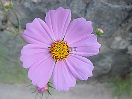 宇宙,花園,花