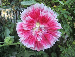 holyhock,花園,花