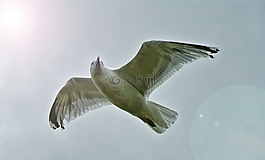 鷗,鳥(niǎo),海鷗