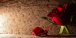 玫瑰,紅色,花