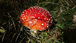 阿爾高,森林,蘑菇