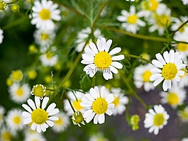 白,花瓣,黃色