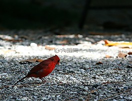 紅鳥,北部紅衣主教,羽毛