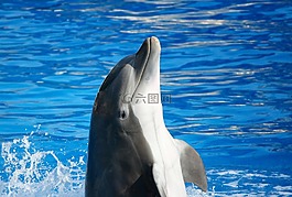 寬吻海豚,海洋哺乳動物,魚