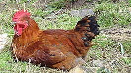 公雞,動物,農(nóng)場