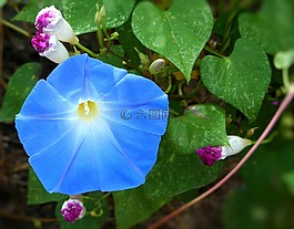 牽牛花,花,藍(lán)色