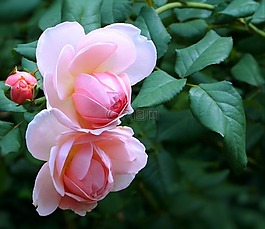 玫瑰,粉紅色,花