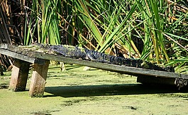美洲短吻鳄,爬行动物,crocodilian