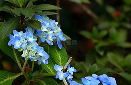 绣球,蓝色,鲜花