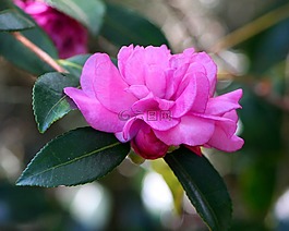 粉色山茶花,花,灌木