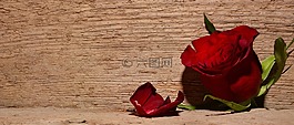 玫瑰,紅色,花