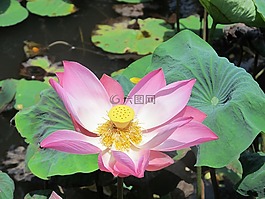 水百合,花,池塘