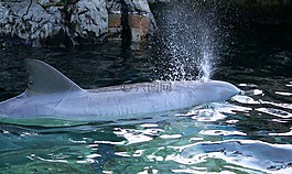 海豚,海洋哺乳動物,吹孔