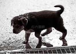 小狗,濕,雨