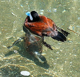 藍(lán)紙條例草案鴨,水禽,游泳