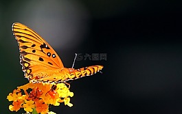 激情蝴蝶,海湾川贝,昆虫