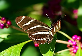 斑馬 longwing 蝴蝶,昆蟲,翅膀