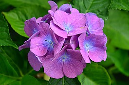 繡球,花,紫
