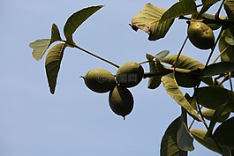 核桃,廠,關閉