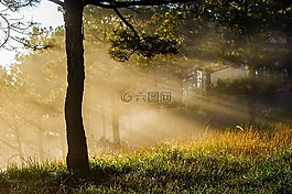 森林,风景,雾