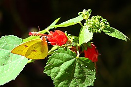 蝴蝶,小小的黃色,eurema 麗莎