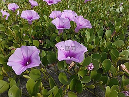 花,葉,自然