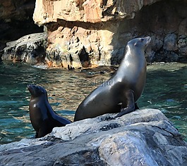美國(guó)加州 sealions,密封件,水哺乳動(dòng)物