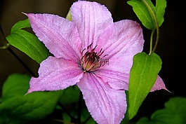 花,開花,鐵線蓮