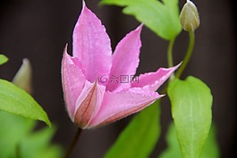 blme,開花,鐵線蓮