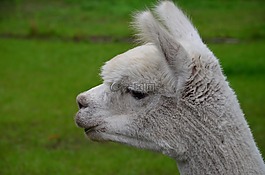 羊駝,白,動物
