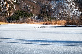 冬天,雪,樹