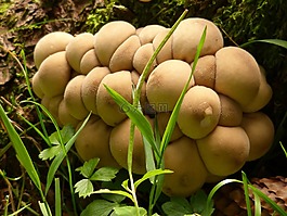 蘑菇,森林,性質(zhì)