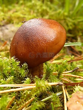 蘑菇,森林,性質(zhì)