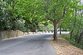道路,大道,樹木
