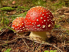 蘑菇,飛木耳,有毒