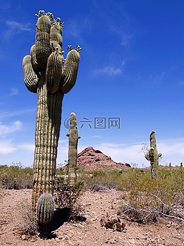 沙漠,景觀,自然