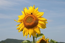 向日葵,花卉,黃色