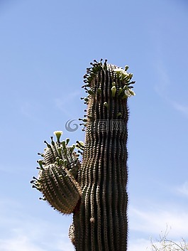 仙人掌,開(kāi)花,植物
