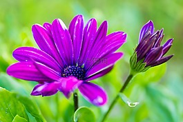 紫色,花卉,夏季