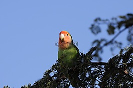 性質(zhì),鳥,樹