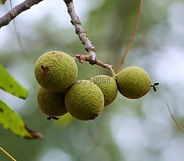 美國(guó)黑核桃,東部黑核桃,黑核桃