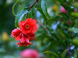 鮮花,石榴,石榴開花