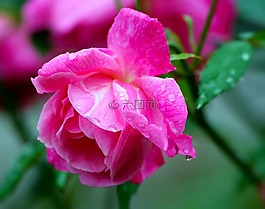 玫瑰,粉紅色,水華