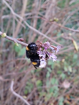 熊蜂,自然,蜜蜂