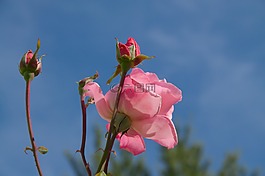 玫瑰,粉紅色,鮮花