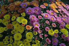 紫,黄色,花园