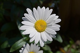 瑪格麗特,leucanthemum,復合材料